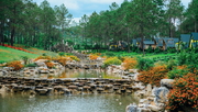 Tour Hà Nội - Mộc Châu - Rừng thông Bản Áng - Mộc Châu Island 03 ngày 02 đêm