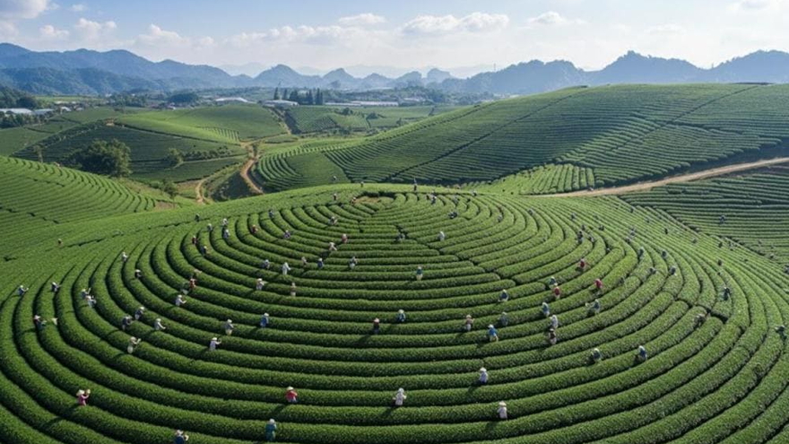 Tour Hà Nội - Mộc Châu - Thác Dải Yếm - Đồi chè Trái Tim 02 ngày 01 đêm