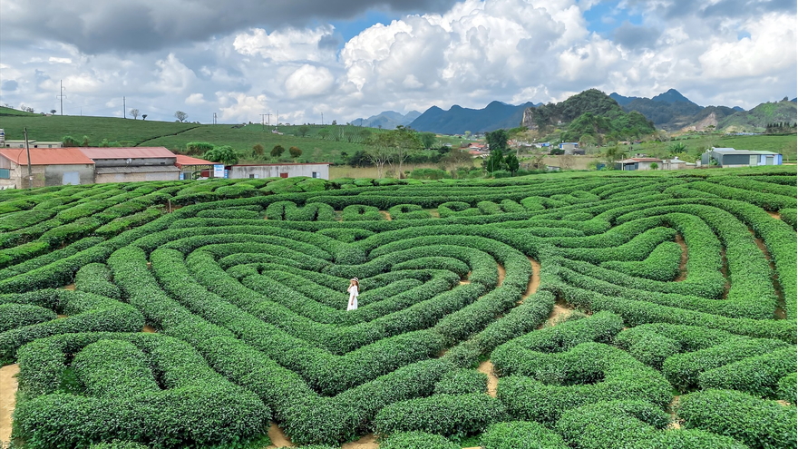Tour Hà Nội - Mộc Châu - Thác Dải Yếm - Đồi chè Trái Tim 02 ngày 01 đêm