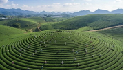 Tour Hà Nội - Mộc Châu - Thác Dải Yếm - Đồi chè Trái Tim 02 ngày 01 đêm
