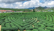 Tour Hà Nội - Mộc Châu - Thác Dải Yếm - Đồi chè Trái Tim 02 ngày 01 đêm