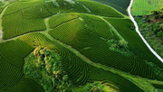 Tour Hà Nội - Mộc Châu - Thác Dải Yếm - Đồi chè Trái Tim 02 ngày 01 đêm