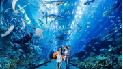 Tour Hà Nội - Nha Trang - Thiên Đường Giải Trí Vinwonders 3 ngày 2 đêm