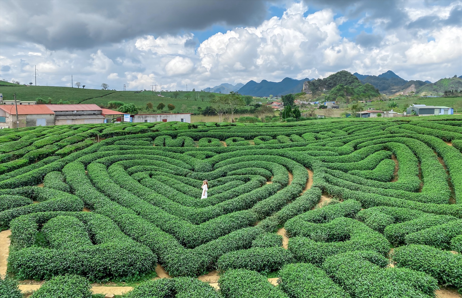 Tour Hà Nội - Mộc Châu - Thác Dải Yếm - Đồi chè Trái Tim 02 ngày 01 đêm